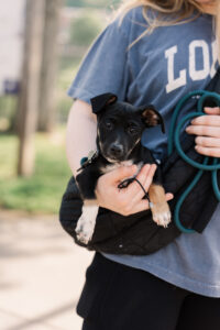 A person wearing a blue t-shirt holds a small black and white puppy wrapped in a puffer vest. The puppy looks directly at the camera with wide eyes.