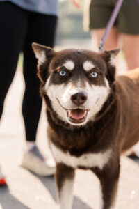 A husky with striking blue eyes and a brown and white coat stands on a leash, gazing ahead with a curious expression. People’s legs are visible in the background.